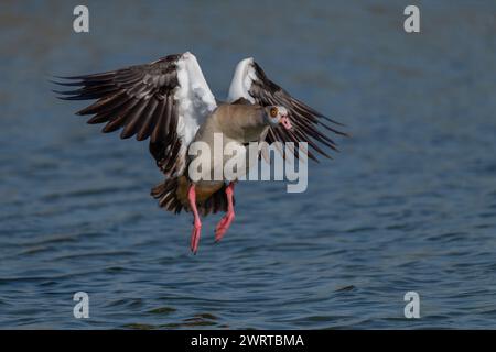 Primo piano di un'oca egiziana solitaria (alopochen aegyptiaca) in volo sulle acque del lago al Qudra a Dubai, Emirati Arabi Uniti. Foto Stock