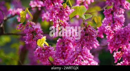 primo piano della fioritura degli alberi di redbud nel parco. sfondo floreale rosa in primavera Foto Stock