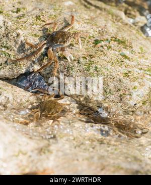 Diversi granchi mitti cinesi (Eriocheir sinensis), specie invasive, neozoon, granchi, novellame si spostano accanto e nell'acqua lucida dell'Elba e così via Foto Stock