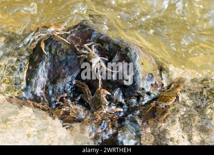 Diversi granchi mitti cinesi (Eriocheir sinensis), specie invasive, neozoon, granchi, novellame, aggrappati a una roccia sulla loro migrazione a monte e cerca Foto Stock