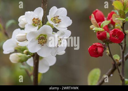 Cotogna ornamentale giapponese (Chaenomeles japonica), forma bianca, Nordhorn Zoo, bassa Sassonia, Germania Foto Stock