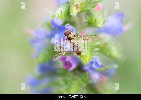 Marmellata hoverfly (Episyrphus balteatus), seduta sul bugloss comune di viper (Echium vulgare), Stolberg, Renania settentrionale-Vestfalia, Germania Foto Stock