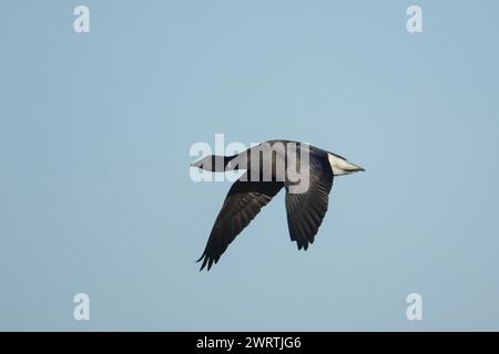 Brent Goose (Branta bernicla) uccello adulto in volo, Inghilterra, Regno Unito Foto Stock