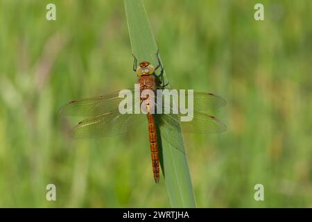 Norfolk hawker (Aeshna isoceles) libellula appoggiata su una foglia di pianta di Iris, Norfolk, Inghilterra, Regno Unito Foto Stock