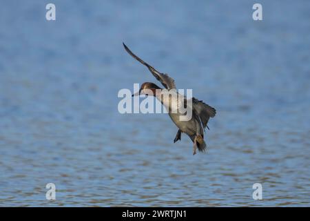 Anatra maschile adulta (Anas crecca) in avvicinamento in volo per atterrare su un lago, Suffolk, Inghilterra, Regno Unito Foto Stock