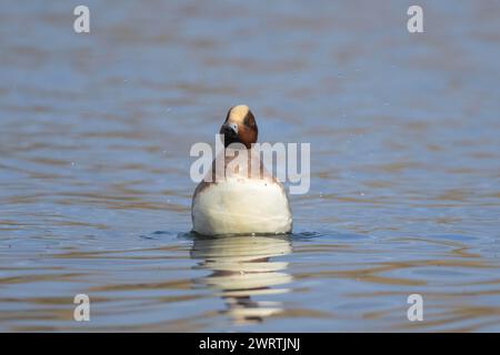 Anatra maschio adulta sul lago, Suffolk, Inghilterra, Regno Unito Foto Stock