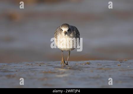 plover grigio (Pluvialis squatarola) uccello adulto in inverno piumaggio che cammina su una pianura fangosa, Inghilterra, Regno Unito Foto Stock