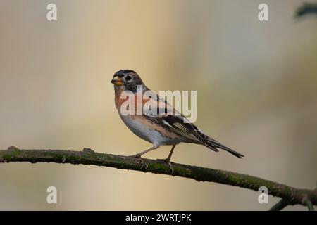 Brambling (Fringilla montifringilla) femmina adulta su un ramo di albero di Holly, Inghilterra, Regno Unito Foto Stock