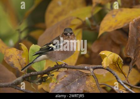 Zaffinch europeo (Fringilla coelebs) uccello maschio adulto tra le foglie autunnali di un albero di Magnolia da giardino, Inghilterra, Regno Unito Foto Stock