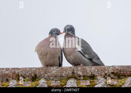 Piccione di legno (palumbus Columba) due uccelli adulti che corteggiano sul tetto di una casa, Suffolk, Inghilterra, Regno Unito Foto Stock