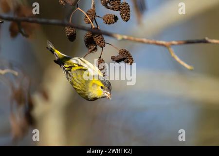 Siskin (Spinus spinus) maschio adulto che si nutrono di semi di albero di Alder in inverno, Inghilterra, Regno Unito Foto Stock