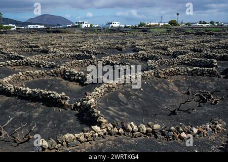 Viticoltura tipica con metodo di allevamento a secco, la Geria, Lanzarote, Isole Canarie, Isole Canarie, Spagna Foto Stock