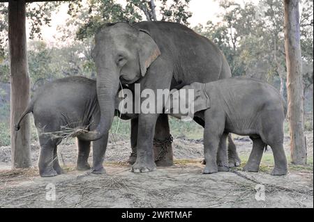 Una famiglia di elefanti con due cuccioli che si abbracciano nella natura selvaggia, il Parco Nazionale di Chitwan, Nepal Foto Stock