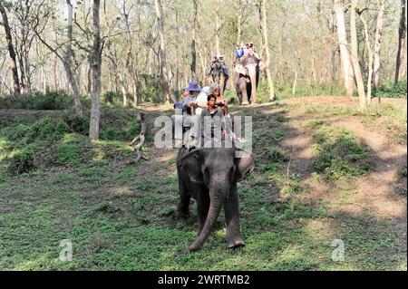 I visitatori su un elefante esplorano i dintorni verdi e godono della natura, il Parco Nazionale di Chitwan, Nepal Foto Stock