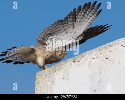 I kestrel si trovano in tutto il paleartico occidentale, queste immagini sono scattate su Lanzarote. Foto Stock