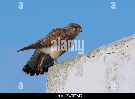 I kestrel si trovano in tutto il paleartico occidentale, queste immagini sono scattate su Lanzarote. Foto Stock