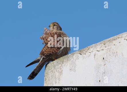 I kestrel si trovano in tutto il paleartico occidentale, queste immagini sono scattate su Lanzarote. Foto Stock