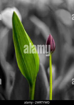 Tulipani a Ottawa Foto Stock