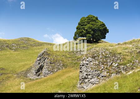Albero solitario situato nel Derbyshire Peak District vicino a Castleton Foto Stock