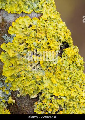 Maritime Sunburst lichen (Xanthoria parietina), noto anche come Orange Lichen o Yellow Scale, che copre una filiale nel Lancashire, Regno Unito Foto Stock
