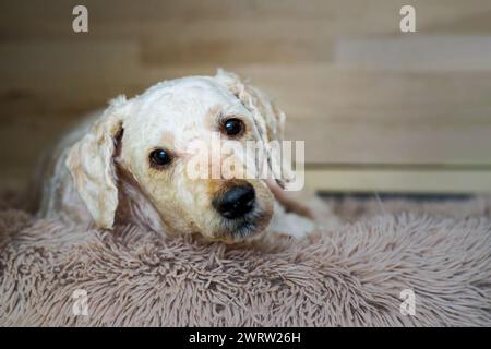 Un simpatico cane Labradoodle maschio, sdraiato sul suo letto e che guarda verso la macchina fotografica Foto Stock