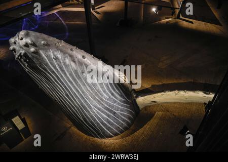 Oberhausen, Germania. 14 marzo 2024. "Willie" il grande modello di megattere visto dall'alto. "Planet Ozean" (Planet Ocean) sarà in mostra dal 15 marzo alla fine di dicembre 2024 in questo popolare luogo espositivo. La mostra illustra la bellezza del mondo oceanico e le sue sfide ambientali. Comprende circa 160 foto su larga scala, video, audio e altre mostre dal mondo oceanico e naturale, tra cui lo schermo alto 40 metri e l'coinvolgente proiezione "Die Welle" (l'onda) all'interno della vecchia struttura gasometer. Foto Stock