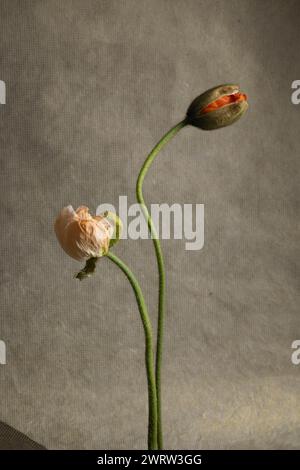 Due fiori papavero, natura morta rosa e arancione su sfondo dorato Foto Stock