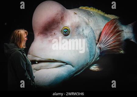 Oberhausen, Germania. 14 marzo 2024. Un visitatore posa con una delle mostre, 'Der Wandelbare' di Tony Wu, raffigurante un'ira asiatica di sheepshead, anche Kobudai, nel Mar Giapponese. 'Planet Ozean' (Planet Ocean) sarà in mostra dal 15 marzo 2024 in questo popolare luogo espositivo. La mostra illustra la bellezza del mondo oceanico e le sue sfide ambientali. Comprende circa 160 foto su larga scala, video, audio e altre mostre dal mondo oceanico e naturale, tra cui lo schermo alto 40 metri e l'coinvolgente installazione "Die Welle". Foto Stock