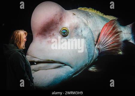 Oberhausen, Germania. 14 marzo 2024. Un visitatore posa con una delle mostre, 'Der Wandelbare' di Tony Wu, raffigurante un'ira asiatica di sheepshead, anche Kobudai, nel Mar Giapponese. 'Planet Ozean' (Planet Ocean) sarà in mostra dal 15 marzo 2024 in questo popolare luogo espositivo. La mostra illustra la bellezza del mondo oceanico e le sue sfide ambientali. Comprende circa 160 foto su larga scala, video, audio e altre mostre dal mondo oceanico e naturale, tra cui lo schermo alto 40 metri e l'coinvolgente installazione "Die Welle". Foto Stock