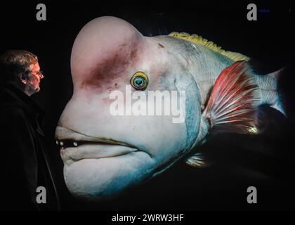 Oberhausen, Germania. 14 marzo 2024. L'ufficiale della stampa Dirk Böttger posa con "Der Wandelbare" di Tony Wu, raffigurante un Kobudai nel Mar Giapponese. "Planet Ozean" (Planet Ocean) sarà in mostra dal 15 marzo alla fine di dicembre 2024 in questo popolare luogo espositivo. La mostra illustra la bellezza del mondo oceanico e le sue sfide ambientali. Comprende circa 160 foto su larga scala, video, audio e altre mostre dal mondo oceanico e naturale, tra cui lo schermo alto 40 metri e l'coinvolgente installazione "Die Welle" (The WAVE). Foto Stock