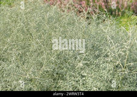 Gli asparagi albus crescono in giardino. La pianta aromatica cresce all'aperto. Coltivare spezie per un ulteriore utilizzo. Agricoltura e raccolta. Foto Stock