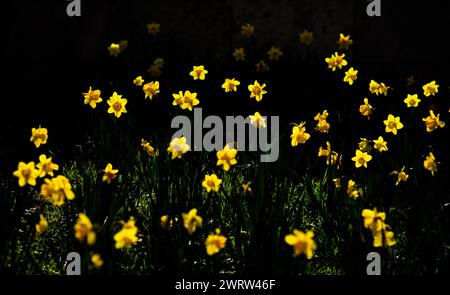 Hannover, Germania. 14 marzo 2024. I narcisi brillano alla luce del sole su uno sfondo scuro. Credito: Julian Stratenschulte/dpa/Alamy Live News Foto Stock