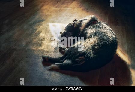 il cane giace sotto i raggi del sole in una stanza buia Foto Stock