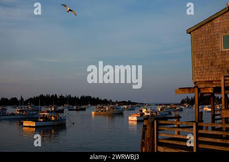 Aragoste vive in vendita a Vinalhaven, Maine, Stati Uniti. Foto Stock