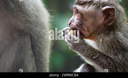 baby monkey sta mangiando cibo, da vicino Foto Stock