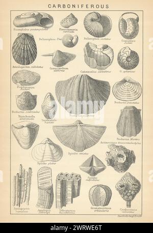 FOSSILI BRITANNICI. Serie calcare carbonifero. STANFORD, 1904 vecchie stampe Foto Stock