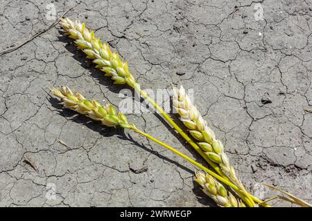 Tema delle colture di grano secco perso. Le spighe di grano si trovano su un terreno asciutto e incrinato. terreno disidratato e orzo. messa a fuoco selettiva, bassa profondità di campo. Foto Stock