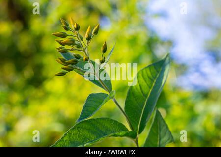 Il fiore di Lysimachia vulgaris, il parco del giardino, il parco giallo, o il parco giallo del giardino, che fiorisce in estate. Foto Stock