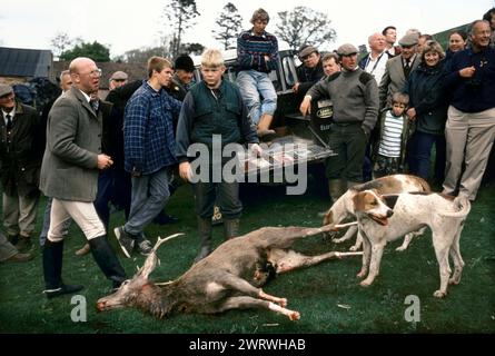 I Quantock Stag Hounds cacciano i seguaci che esaminano la scena. I piedi sono presi come trofeo, la cava sarà sbarcata e le entrovie alimentate ai cani. Dopo una lunga caccia, il cervo esausto è stato portato a baia dai seguaci, che sono addestrati a non toccare la cava. Il cervo è stato colpito a distanza ravvicinata dal portarulli. Quantock Hills, Somerset. 1997 Inghilterra Regno Unito 1990s HOMER SYKES Foto Stock