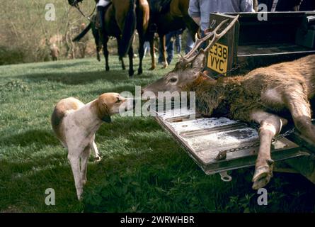 I Quantock Staghounds cacciano le Quantock Hills ed Exmoor nel Devon. Il cervo abbattuto viene caricato in una Land Rover e portato in un'azienda agricola locale, dove viene sbarcato, i longheroni vengono alimentati ai segugi. 1990S Regno Unito Quantock Hills, Somerset, Inghilterra febbraio 1997. HOMER SYKES Foto Stock