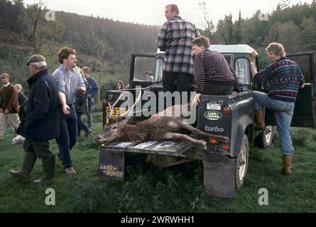 Quantock Hills, Somerset, Inghilterra, febbraio 1997. I Quantock Staghounds cacciano le Quantock Hills ed Exmoor nel Devon. Il cervo abbattuto viene caricato in una Land Rover e portato in un'azienda agricola locale, dove viene sbarcato, i longheroni vengono alimentati ai segugi. 1990 UK HOMER SYKES Foto Stock