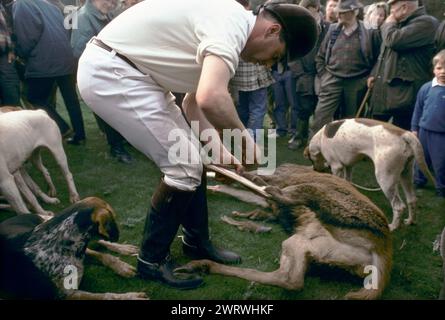 Quantock Staghounds 1990s UK. Il cervo abbattuto è stato portato in una fattoria locale, dove sarà sbarcato, il cacciatore darà da mangiare ai segugi delle entre. Le "fessure" (piedi) delle tavole vengono rimosse, sono considerate un trofeo. Quantock Hills, Somerset ed Exmoor Devon, Inghilterra 1997 HO0MER SYKES Foto Stock