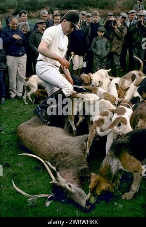 Quantock Staghounds, Quantock Hills Somerset e Exmoor Devon Quarry sono stati sbarcati, il cacciatore dara' da mangiare ai segugi degli anni '1997 1990 del Regno Unito HOMER SYKES Foto Stock