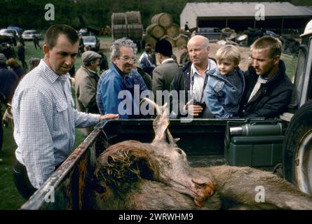 Quantock Staghounds 1990s UK, Somerset ed Exmoor Devon. Il cervo abbattuto viene caricato in una Land Rover e portato alla fattoria Masters, dove sarà sbarcato, con le entrovie che vengono alimentate ai cani. 1997 HOMER SYKES Foto Stock