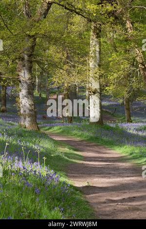 Un percorso attraverso un tappeto di campanili (Hyacinthoides non-Scripta) nell'antico bosco di quercia a Kinclaven Bluebell Wood a Perth e Kinross, Scozia Foto Stock