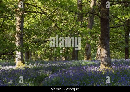 Un tappeto di campanelli (Hyacinthoides non-Scripta) in Fiore sotto gli alberi nell'antico bosco di quercia a Kinclaven Bluebell Wood in Scozia Foto Stock