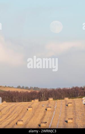 Una linea di betulle (Betula Pendula) in inverno al bordo di un campo con balle rotonde di paglia sotto una luna piena (freddo, quercia o lune notturne lunghe) Foto Stock