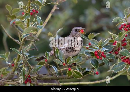 A Fieldfare, o Grigio Thrush, (Turdus pilaris) che si nutrono di bacche di agrifoglio (Ilex Aquifolium) in inverno Foto Stock