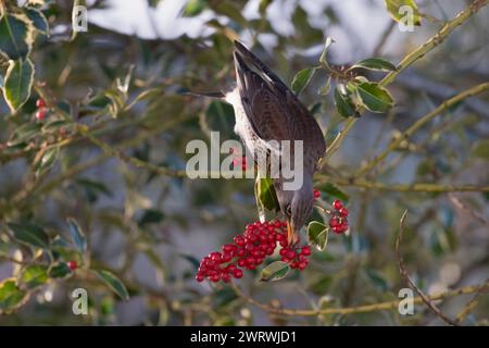 Un campo (Turdus pilaris) in inverno, arroccato in un albero agrilloso (Ilex Aquifolium) e nutrito delle bacche rosse Foto Stock