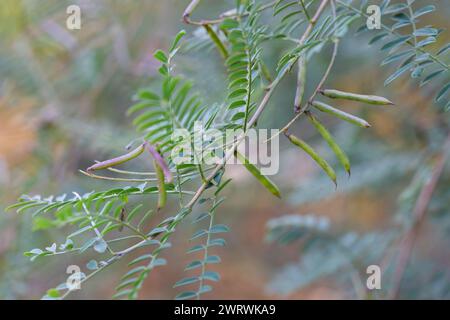 Foglie di acacia con un motivo e lunghi baccelli verdi con semi su uno sfondo sfocato di un prato da giardino. Fogliame fresco e rami nel parco. Estate g Foto Stock